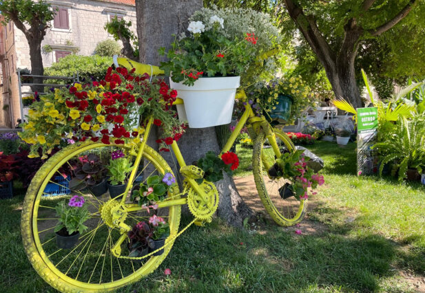 25. KAŠTELANSKI PRAZNIK CVIJEĆA